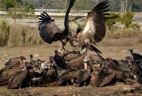 आज अन्तरराष्ट्रिय गिद्ध सचेतना दिवस मनाइँदै